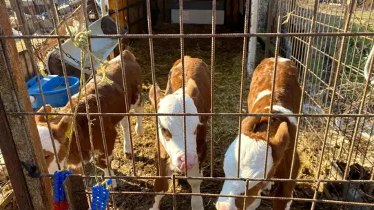 Tarım İl Müdürü'nün altın takdiri