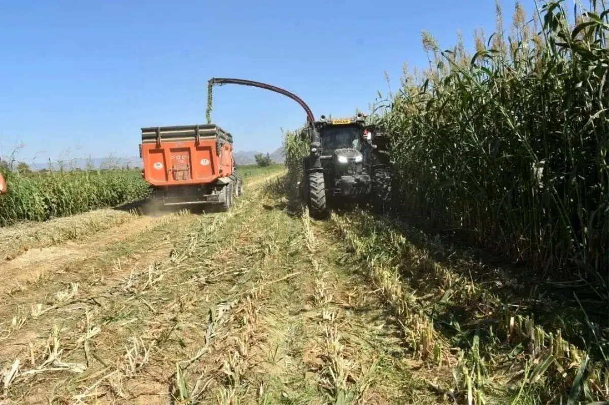 Aydın’da 25 Bin Dekar Mera Islahı ile Kaba Yem Üretimi Katlanıyor