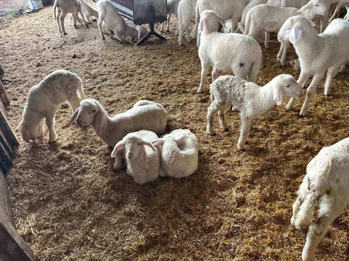 Buldan’da Hamile Koyunlar Doğum Yaptı, Çiftçiler Sevinç Yaşıyor