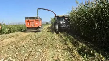Aydın’da 25 Bin Dekar Mera Islahı ile Kaba Yem Üretimi Katlanıyor