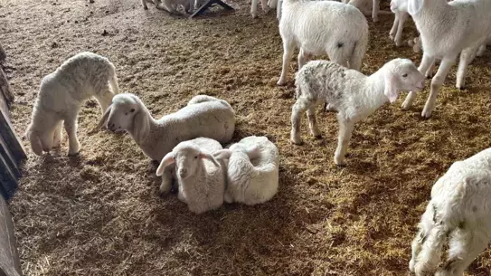 Soğuk havada doğum yapan koyunlar