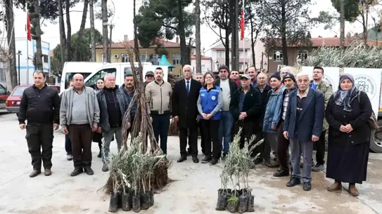 Ula’da Tarımsal Çeşitlilik İçin Zeytin ve Ceviz Fidanı Dağıtımı