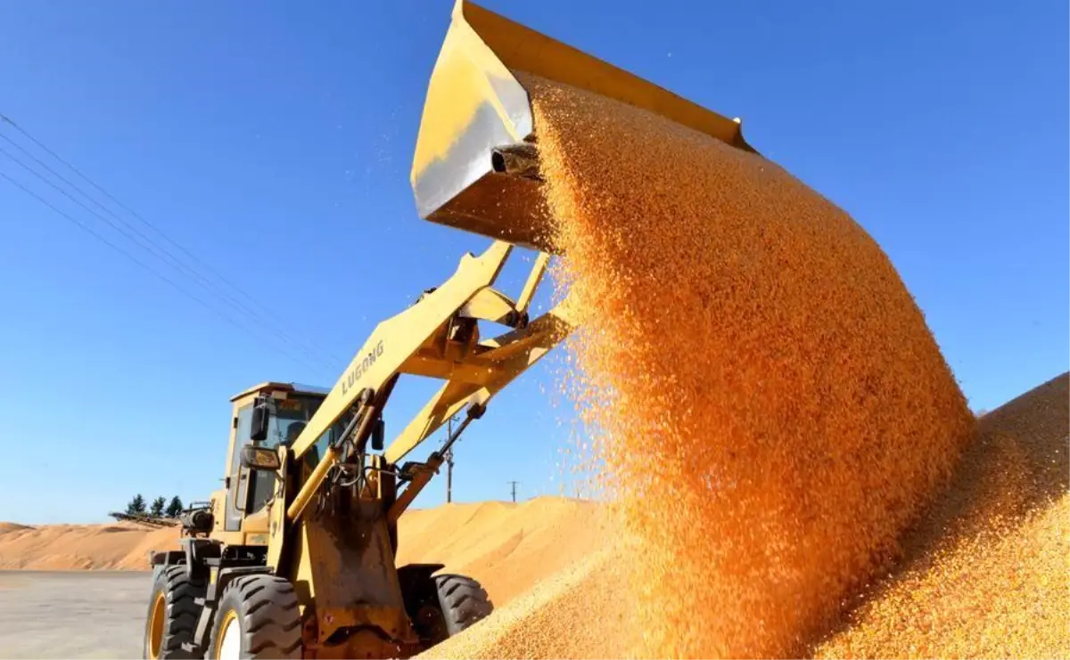 2025 Çin Tahıl Hasadı Rekor Seviyede: 714,9 Milyon Ton Üretim