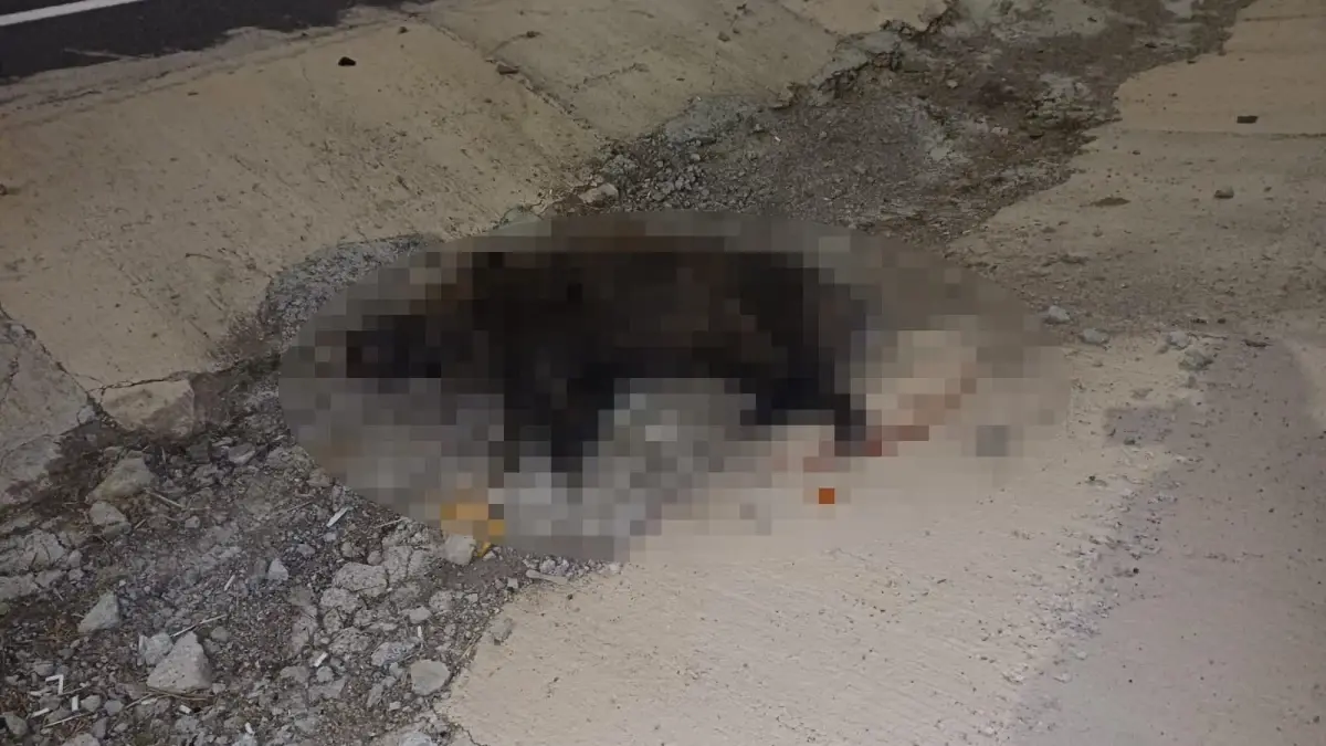 Konya Seydişehir'de Domuza Çarpan Sürücü Hayatını Kaybetti