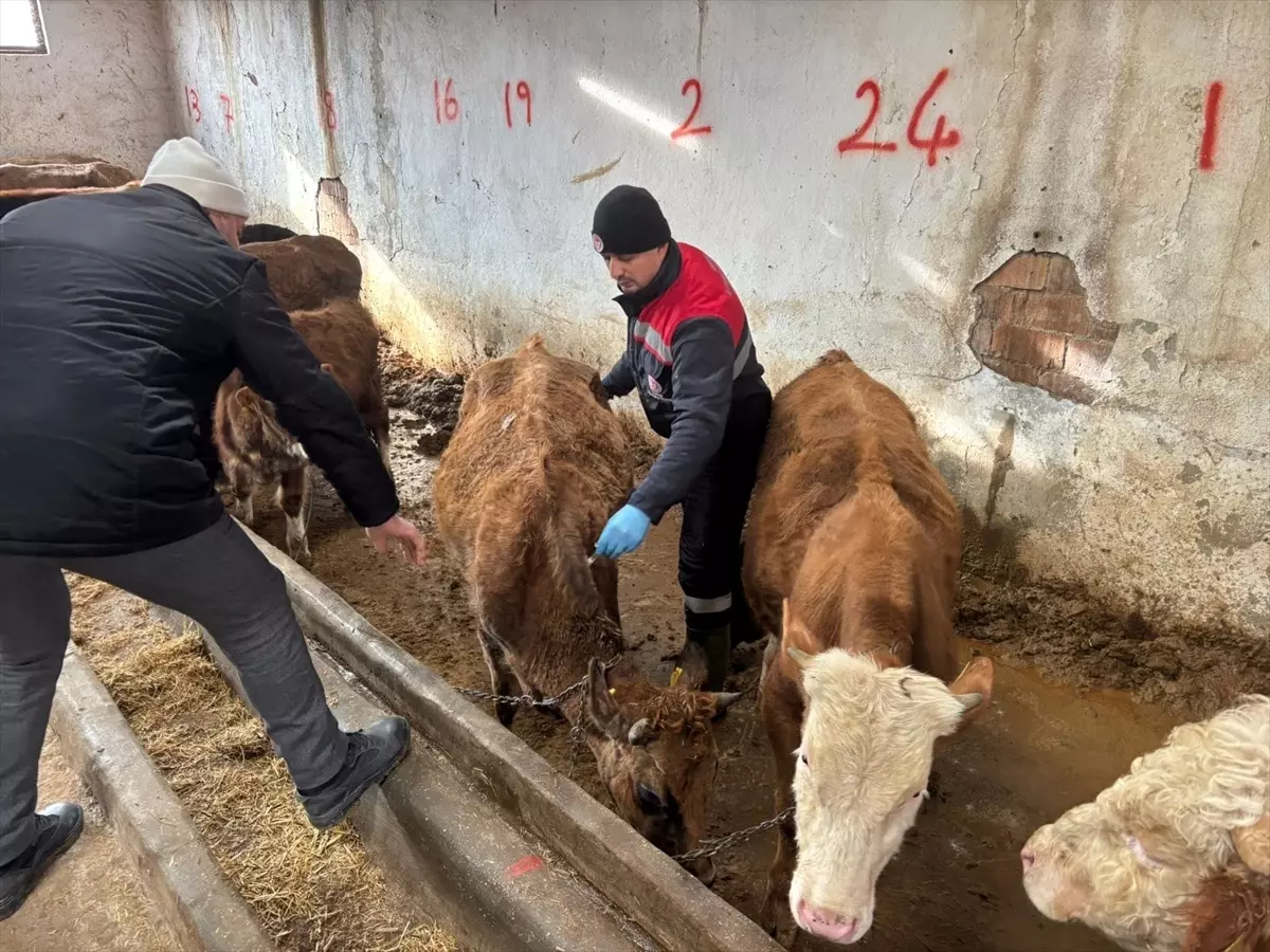 İskilip’te Büyükbaş ve Küçükbaş Hayvanlara Şap ve Brusella Aşıları Devam Ediyor