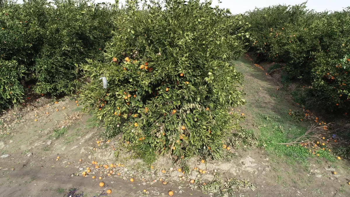 Adana’da Düşen Sıcaklıklar Narenciye Bahçelerini Dondurdu