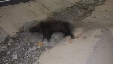 Kaza sonrası sarampolede yuvarlanan otomobil