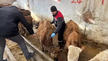 Şap ve brusella aşıları uygulama anı