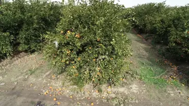 Don sonrası zarar gören narenciye ağaçları
