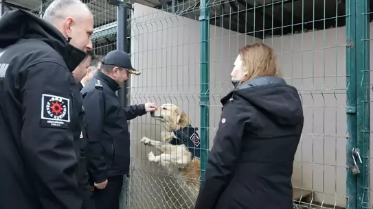 Pars görev köpeği eğitim sahasından bir kare