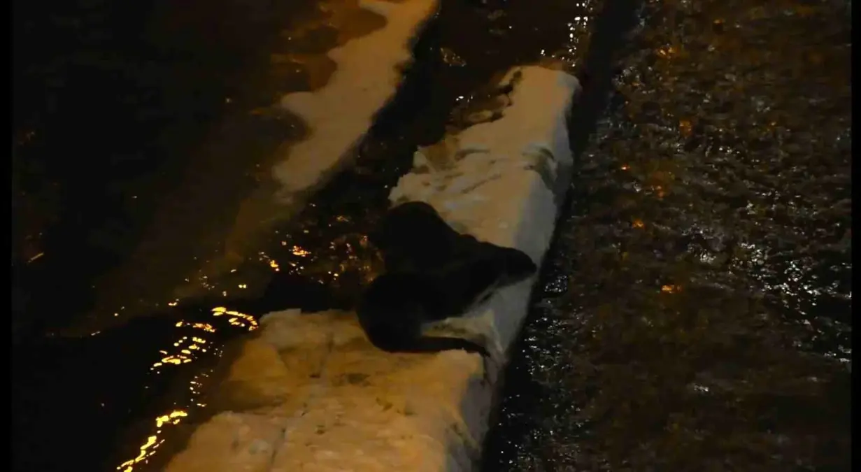 Gümüşhane Harşit Çayı'nda Nesli Tükenmekte Olan Su Samurları