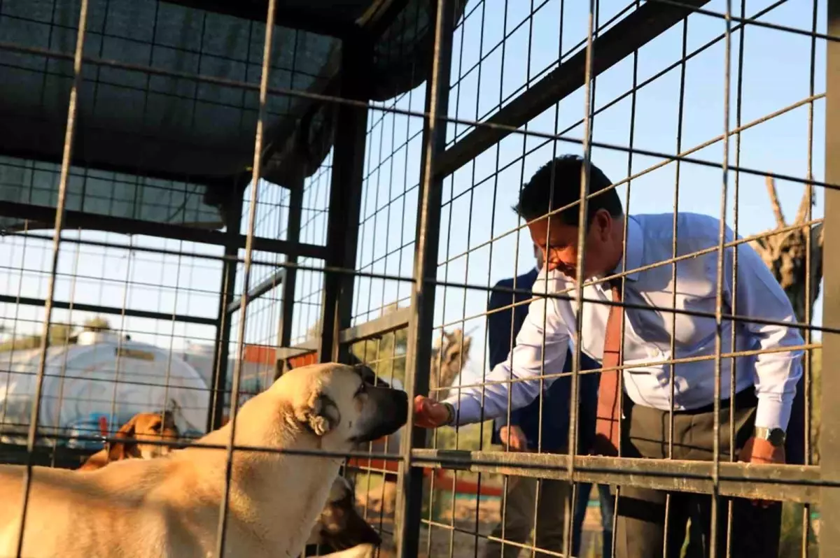 Muğla Büyükşehir Belediyesi 4.034 Hayvanı Yeni Sahipleriyle Buluştu