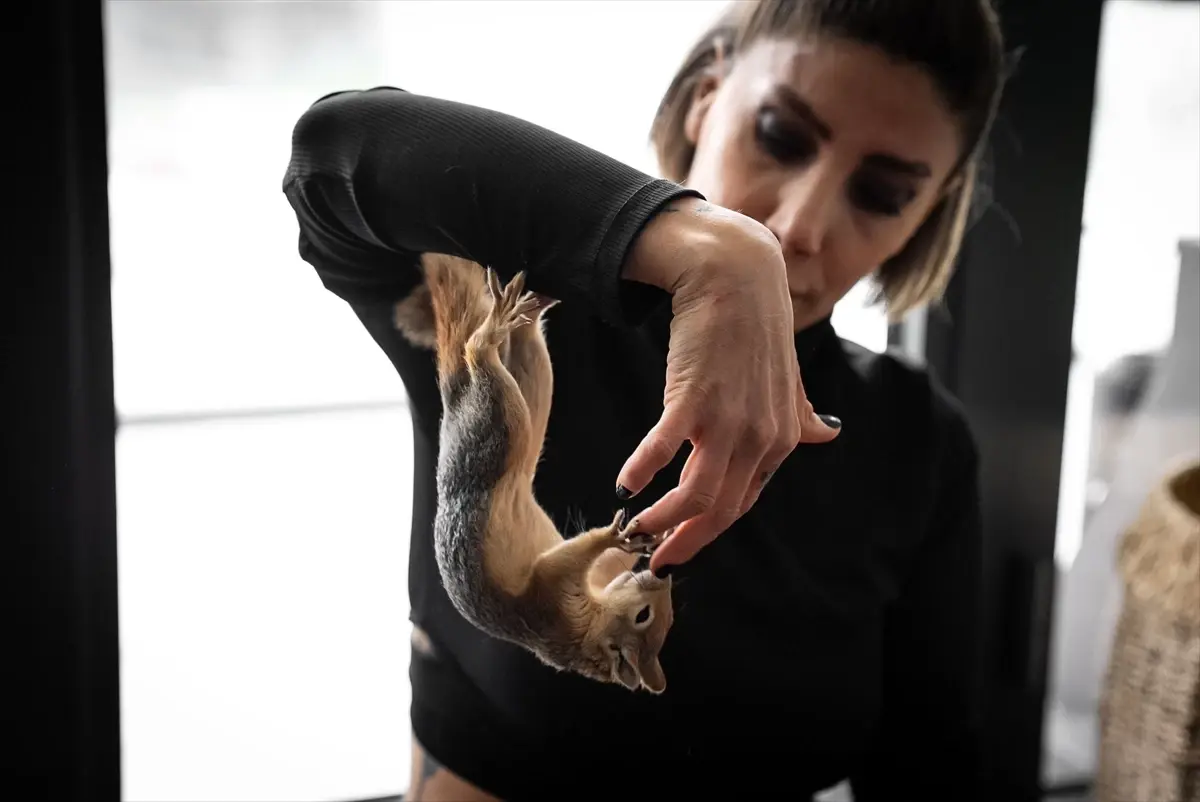 Veterinerlerin Gözetiminde Sincap Yoda’nın Doğal Yaşamı Yeniden Öğrenmesi