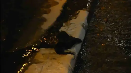 Harşit Çayı'nda su samuru fotoğrafı