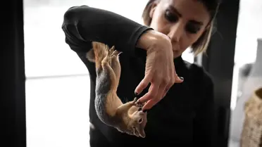 Sincap Yoda doğal ortamda