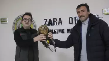 Kızıl şahin'in kurtarılma anı