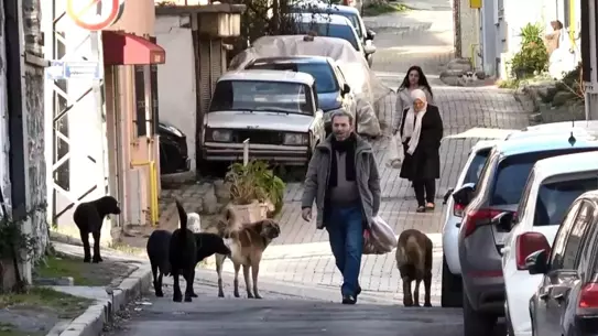 Samsun’da Başıboş Köpek Sürüsü, Toplama Ekiplerini Görünce Kaçtı