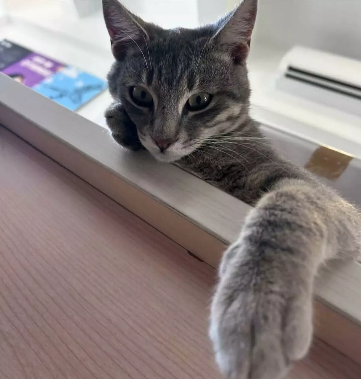 Bodrum’da ‘Duman’ Kedisi Derisi Yüzülmüş ve Kuyruğu Kesik Şekilde Bulundu