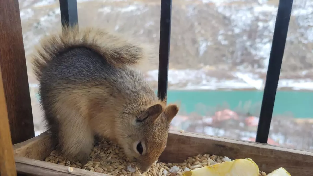 Kemaliye'de Soğuk Günlerde Sincapla Kurulan Sıcak Bağ