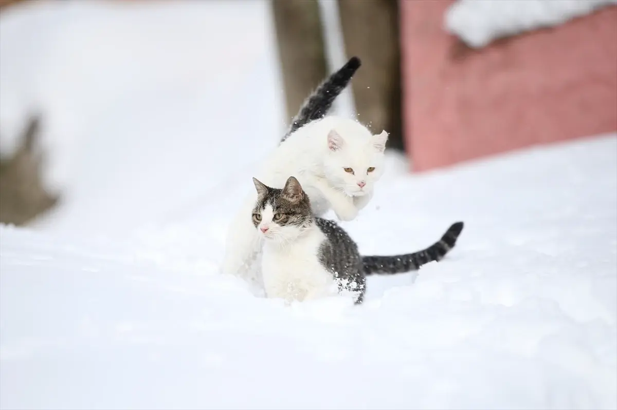 Kastamonu’da İmam, Soğuk Kış Günlerinde Sokak Kedilerine Destek Oluyor