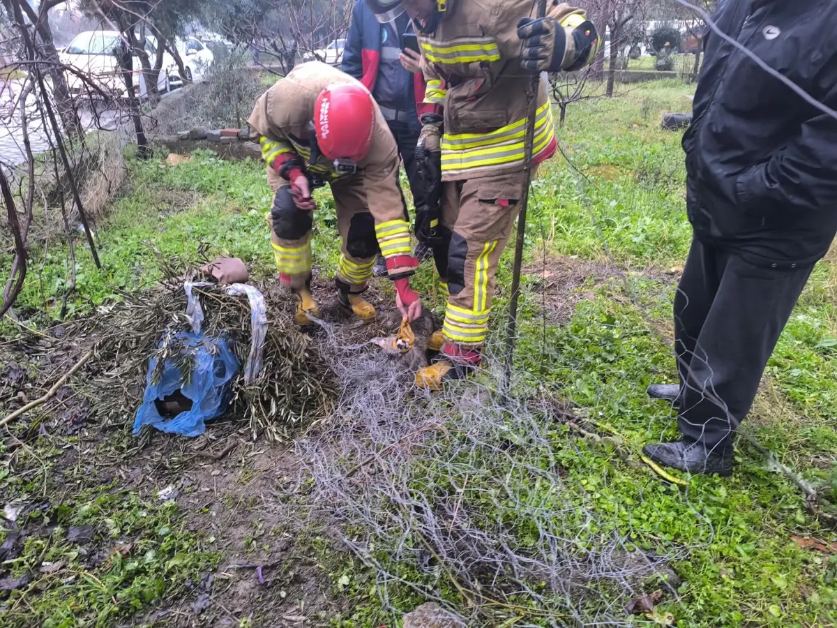 Turgutlu’da Tel Örgüye Sıkışan Tilki İtfaiye Ekipleri Tarafından Kurtarıldı