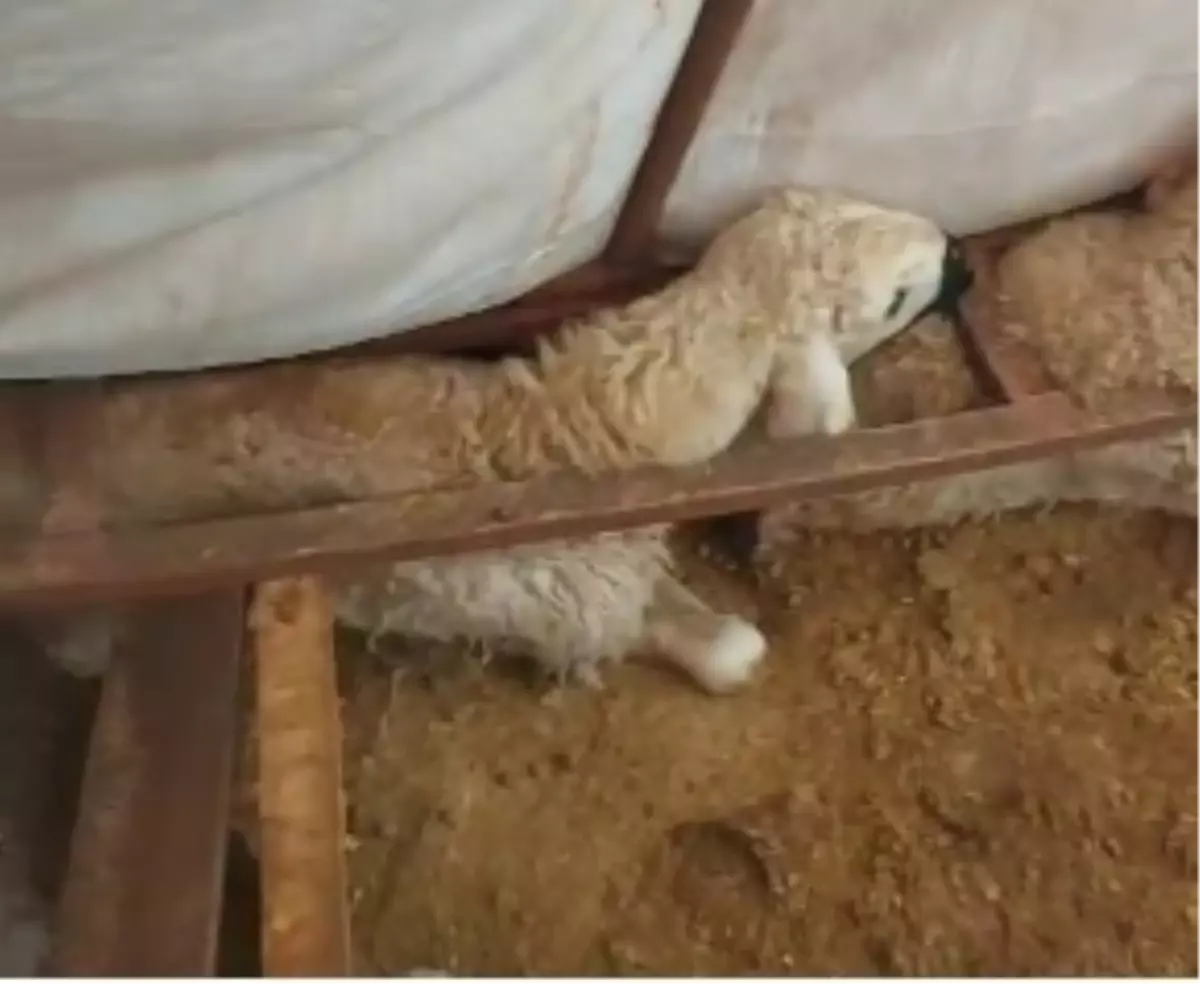 Sivas’ın Hafık İlçesinde Şiddetli Kar Yağışı Çadırı Çökertti, 3 Küçükbaş Hayvan Hayatını Kaybetti