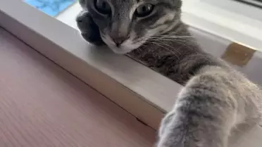 Duman kedisinin yüzülmüş derisi ve kesik kuyruğu