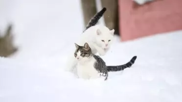 Kastamonu kar altında sokak kedileri