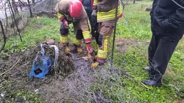 Kurtarılan tilkinin serbest bırakılması