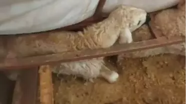 Kar biriken çadırın içi ve yaralı hayvanlar