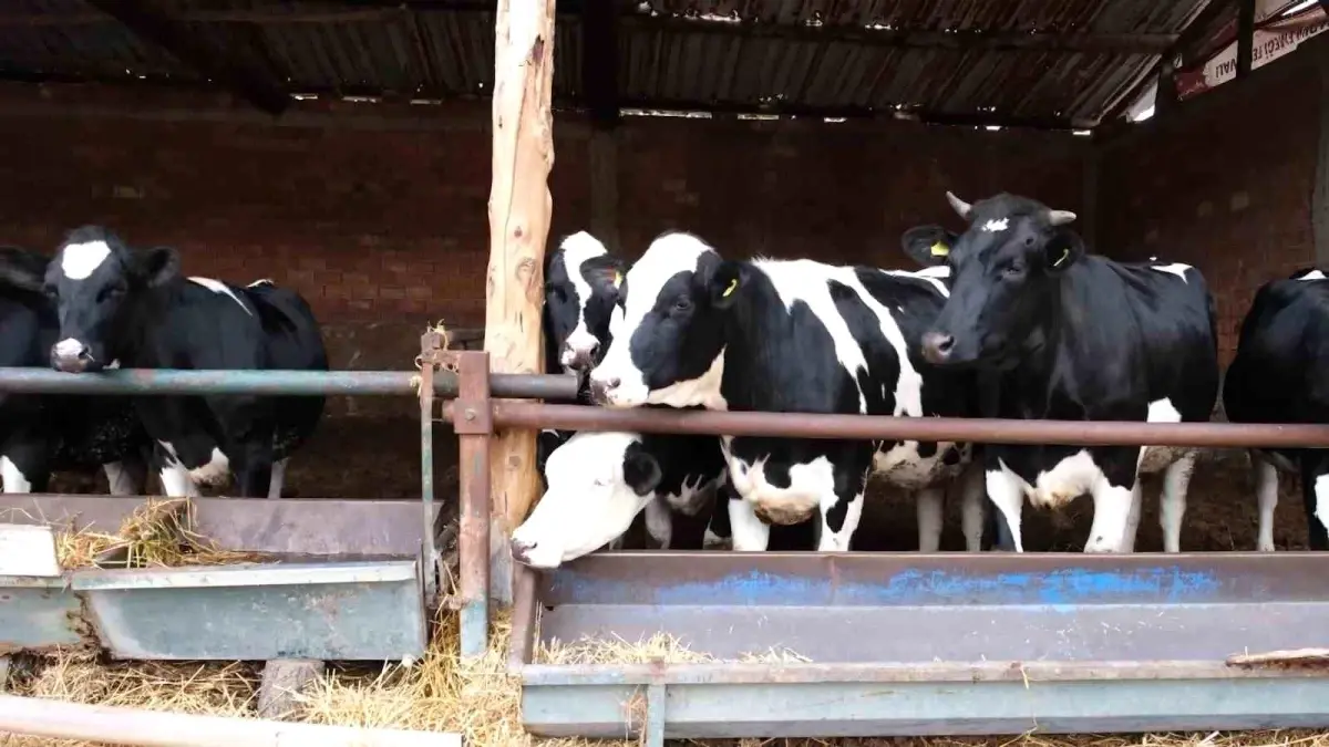 Besi Projesi Amasya’da Hayata Geçti: Et Açığını Kapatma Hedefi