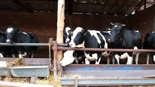 Besi Projesi Amasya’da Hayata Geçti: Et Açığını Kapatma Hedefi