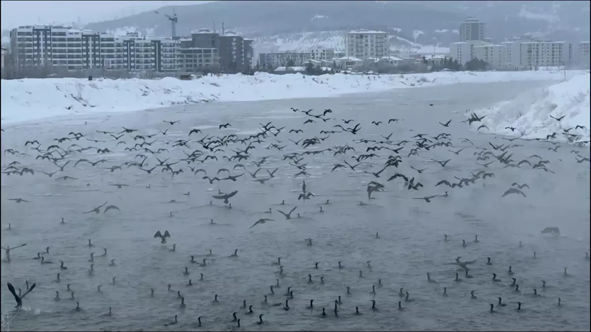 Sivas’ta Kar Yağışıyla Gelen Binlerce Karabatak Görüntüsü