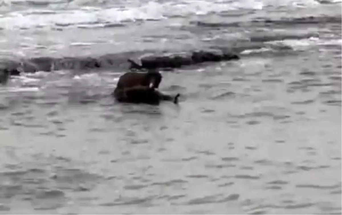 Tekirdağ Kıyılarında Nadir Su Samuru Gözlemlendi