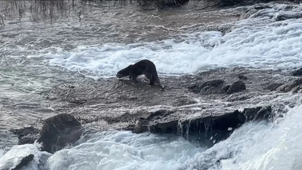 Şırnak'ın Uludere İlçesinde Nesli Tükenme Tehlikesindeki Su Samuru Kayda Alındı