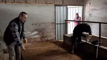 Büyükbaş hayvancılık işletmesi