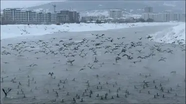 Kızılırmak Nehri’nde kar altında karabatak sürüsü