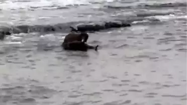 Su samuru su altında avlanıyor