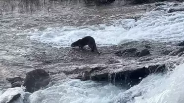 Su samuru su içinde avlanma anı