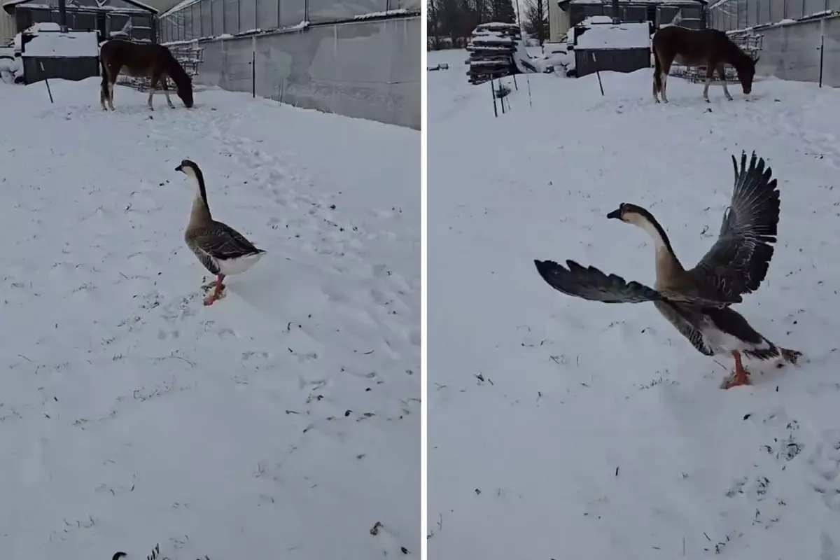 3.500 TL’ye Kaz Alınca Bahçede Aniden Uçtu, Sosyal Medyada Şok Yarattı
