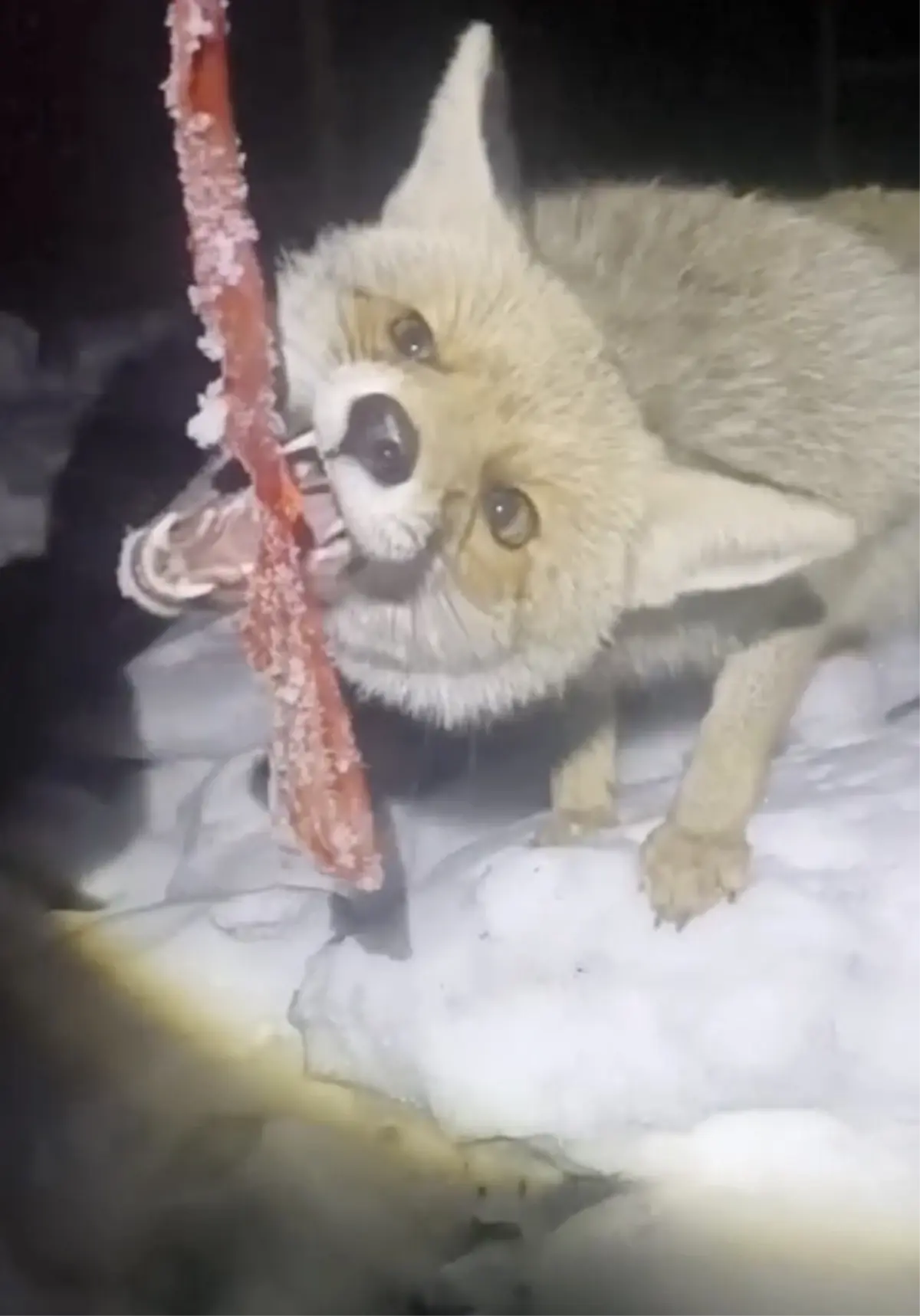 Adıyaman’da Kar Yağışı Sonrası Tilkiyi Mahmut Avcı Besledi