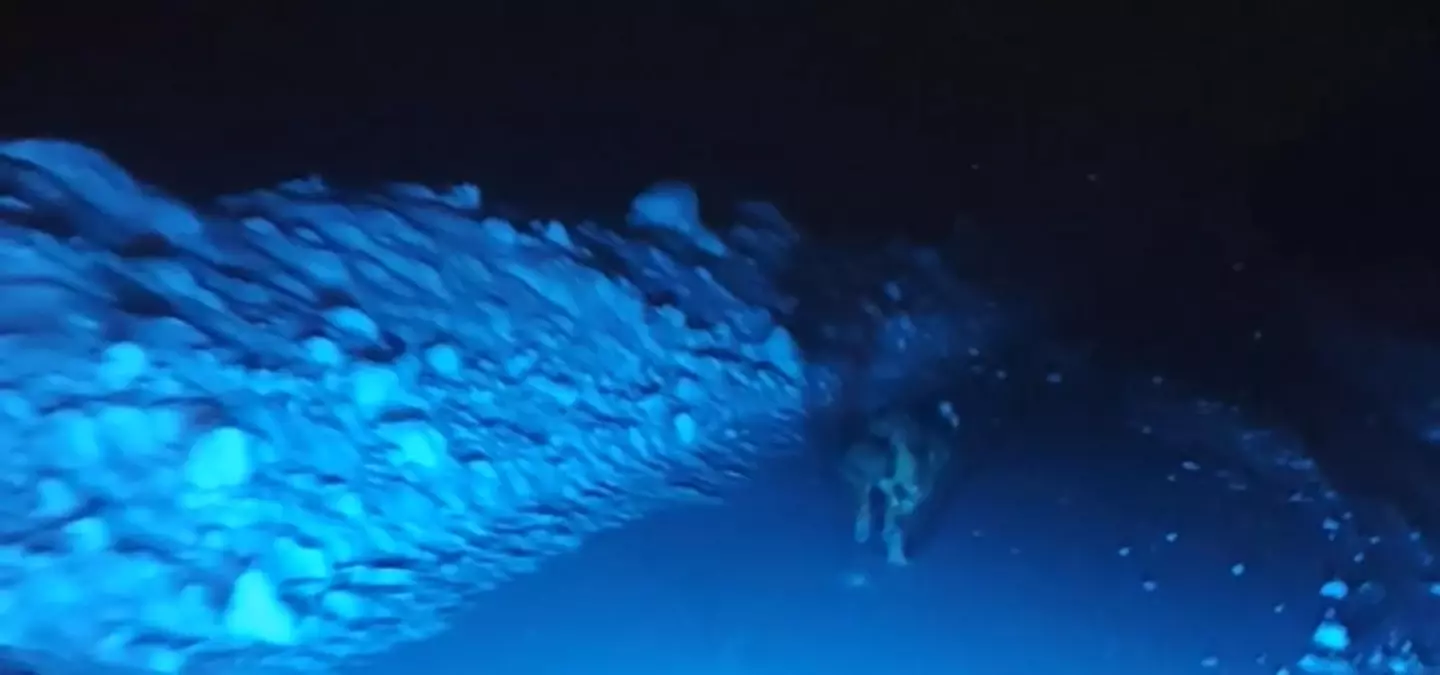 Muş’ta Grup, Görüntüledikleri Kurttan Kaçarken Panik Yaşadı