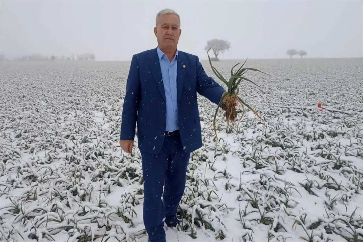 Kar Yağışı Araban Sarımsağı Verimini Artırıyor