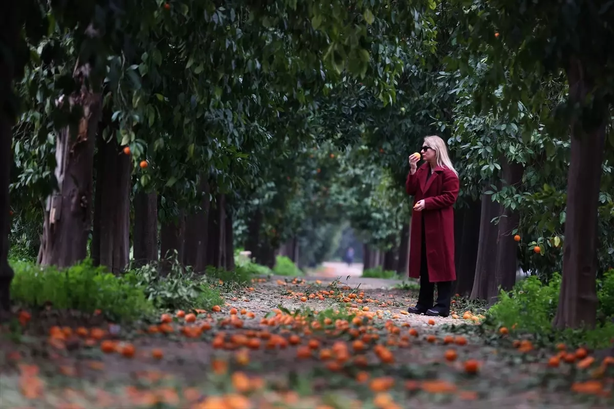 Antalya’da Turunç Ağaçlarıyla Dolu Kış Fotoğraf Rotası
