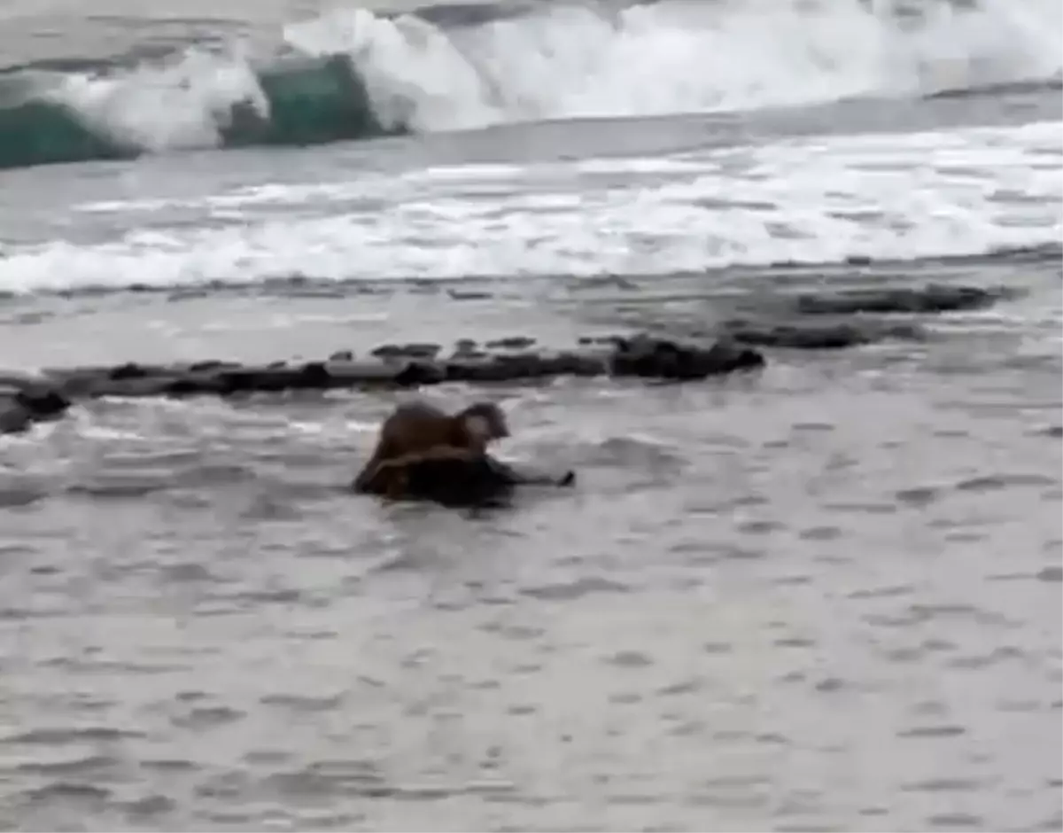 Tekirdağ'ın Süleymanpaşa Sahilinde Nesli Tehlikede Olan Su Samuru Görüntülendi