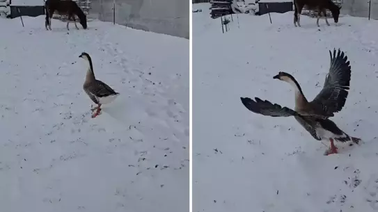 Uçuşa geçen kazın fotoğrafı