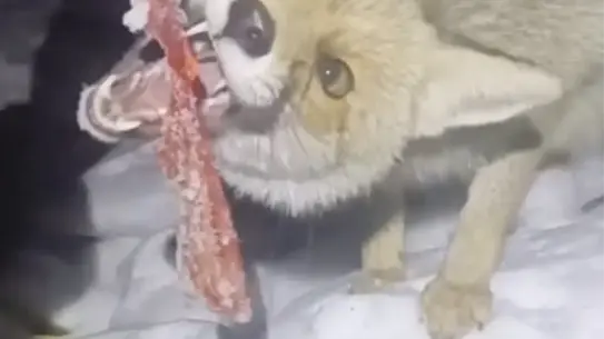 Kar yağışı sonrası kapısına gelen tilkinin fotoğrafı