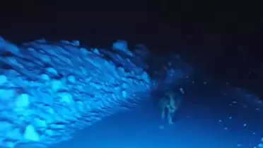 Muş’ta kaydedilen kurt anı