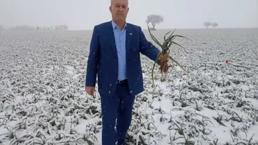 Kar altında sarımsak tarlası