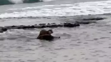 Su samuru balık yakalarken